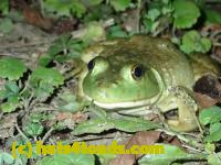/home//u458753944/public_html/sourcegallery//////Frogs/Bullfrogs 2020-09 Upper Merion/P9280693.JPG